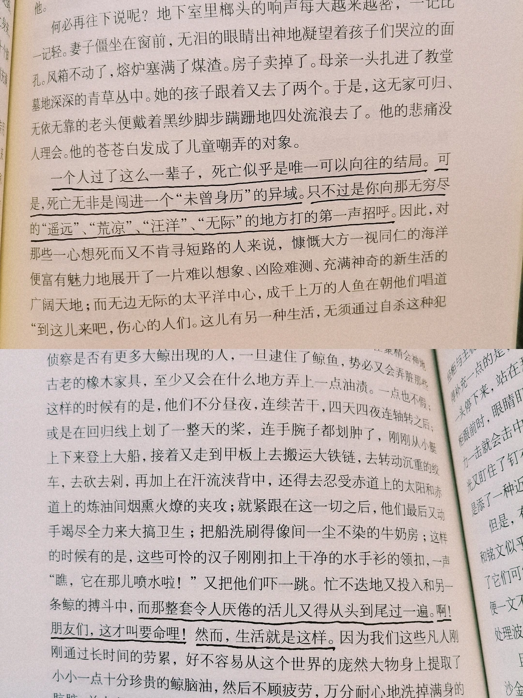 阅读日记｜初读白鲸，它在南太平洋的盛夏