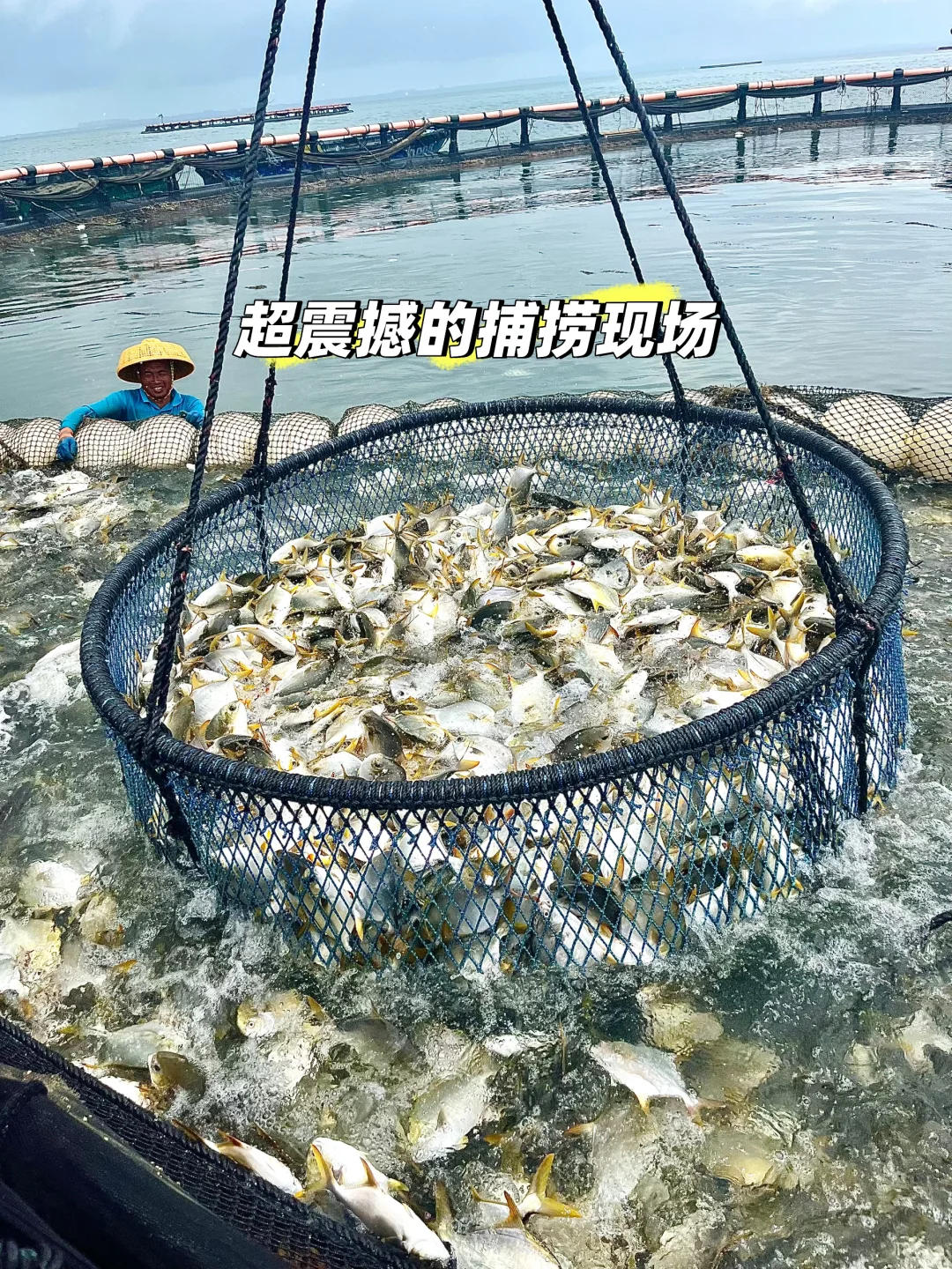 鲜掉眉毛的硇洲金鲳捕捞大揭秘㊙️