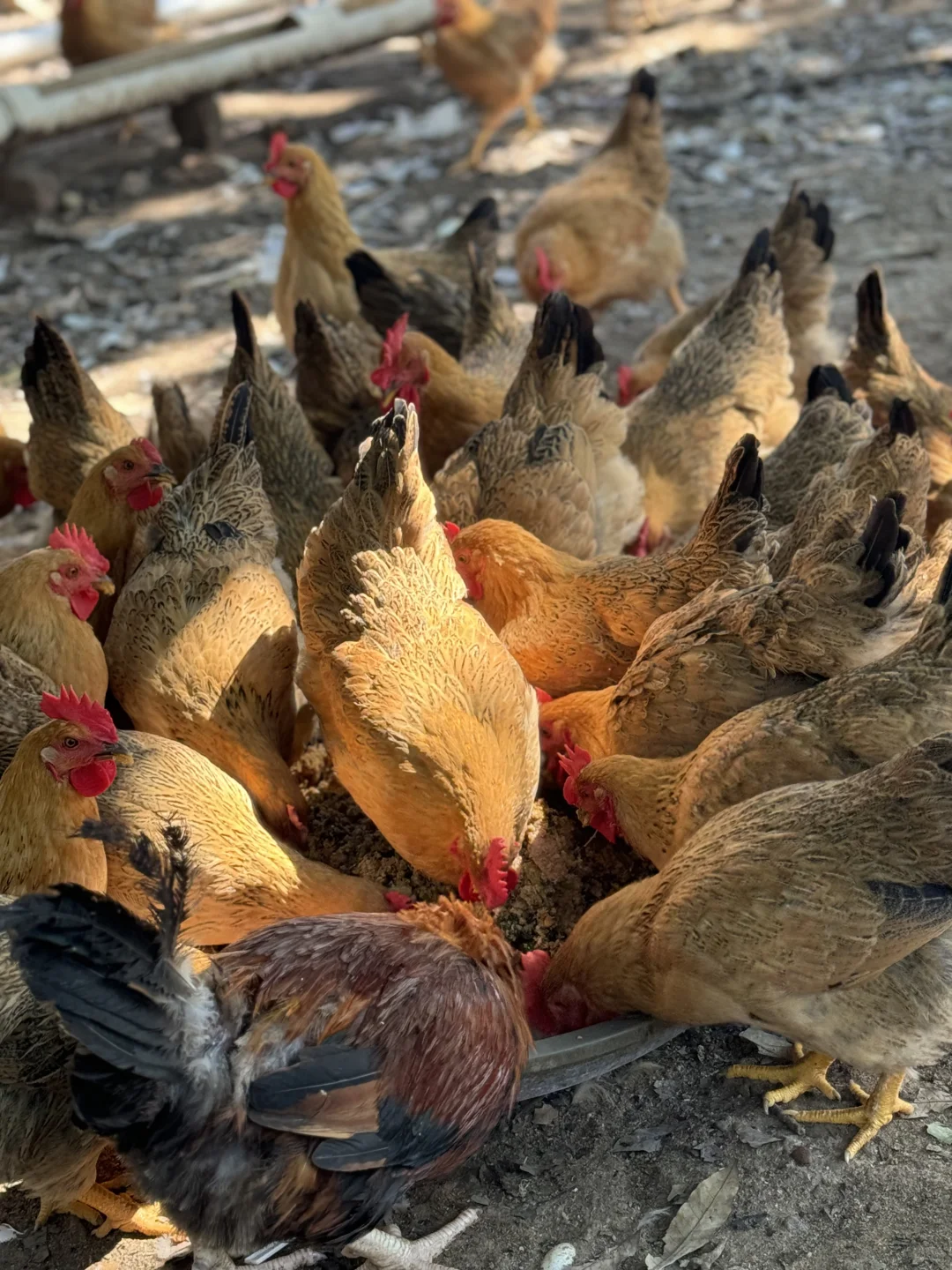原生态养殖土鸡