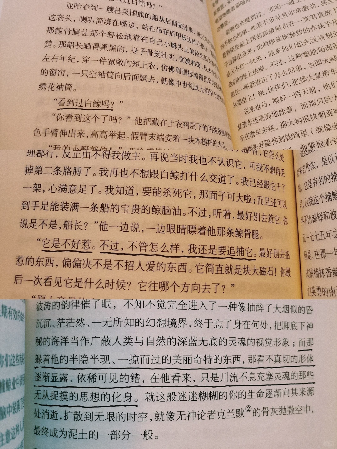 阅读日记｜初读白鲸，它在南太平洋的盛夏