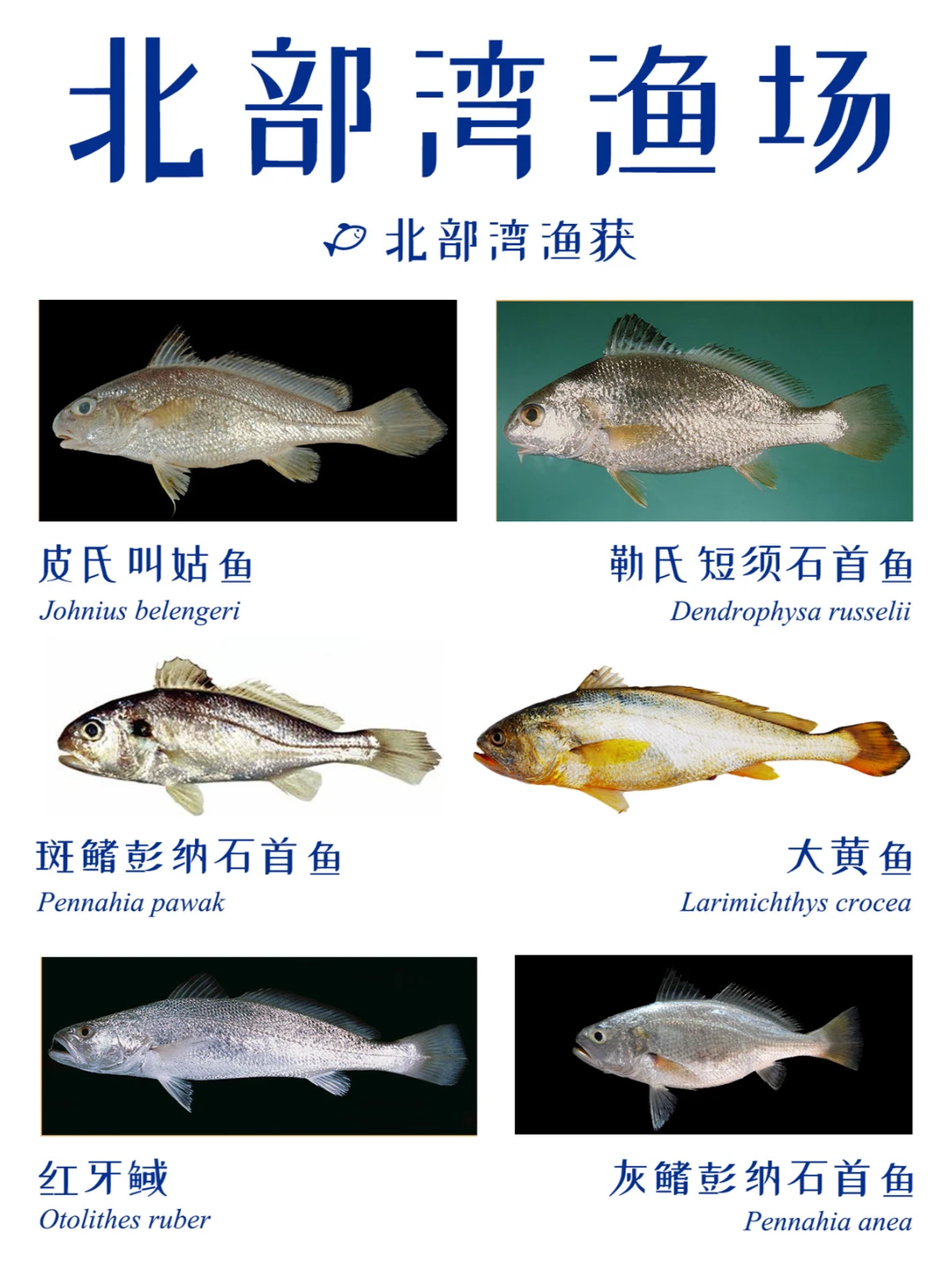 近海渔获 | 中国四大渔场