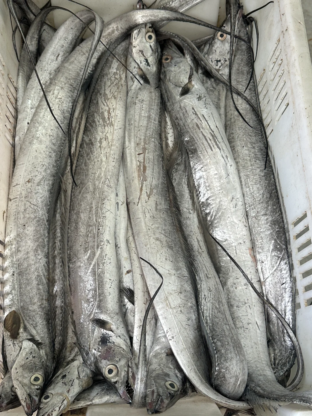 同是胶东，为什么青岛捕鱼在近海，石岛远洋？