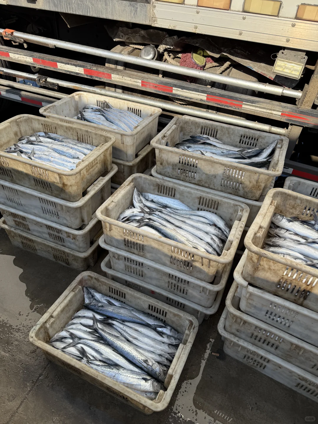 求求了❗️能不能让鲅鱼走出青岛❗️