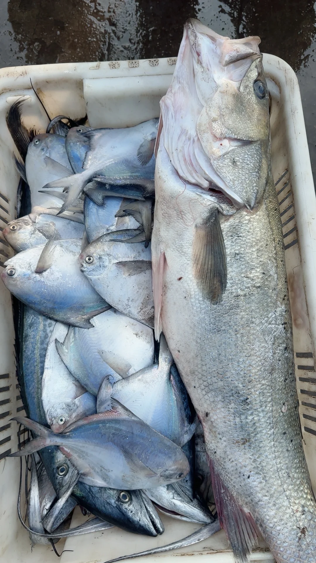 同是胶东，为什么青岛捕鱼在近海，石岛远洋？