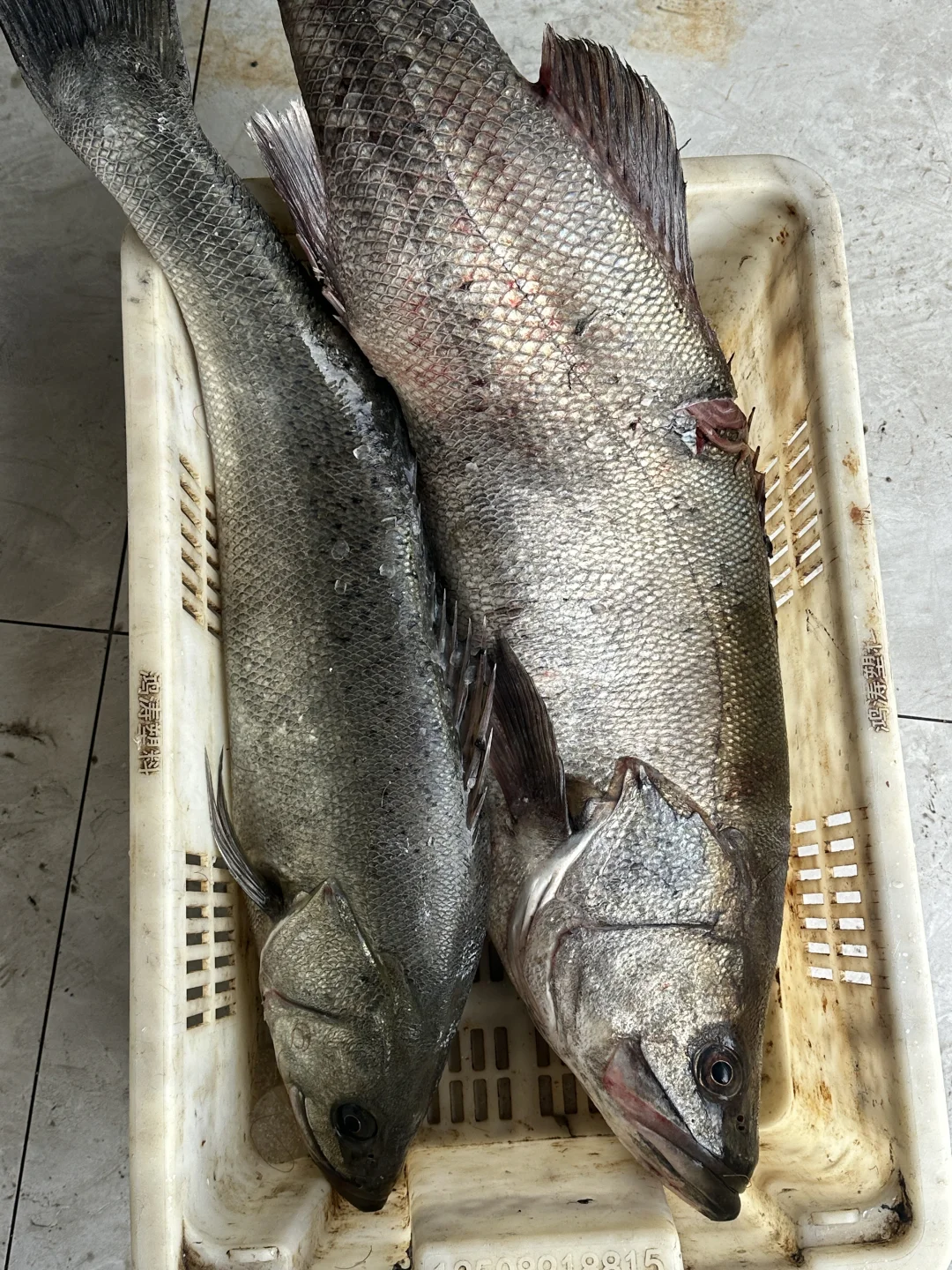 同是胶东，为什么青岛捕鱼在近海，石岛远洋？