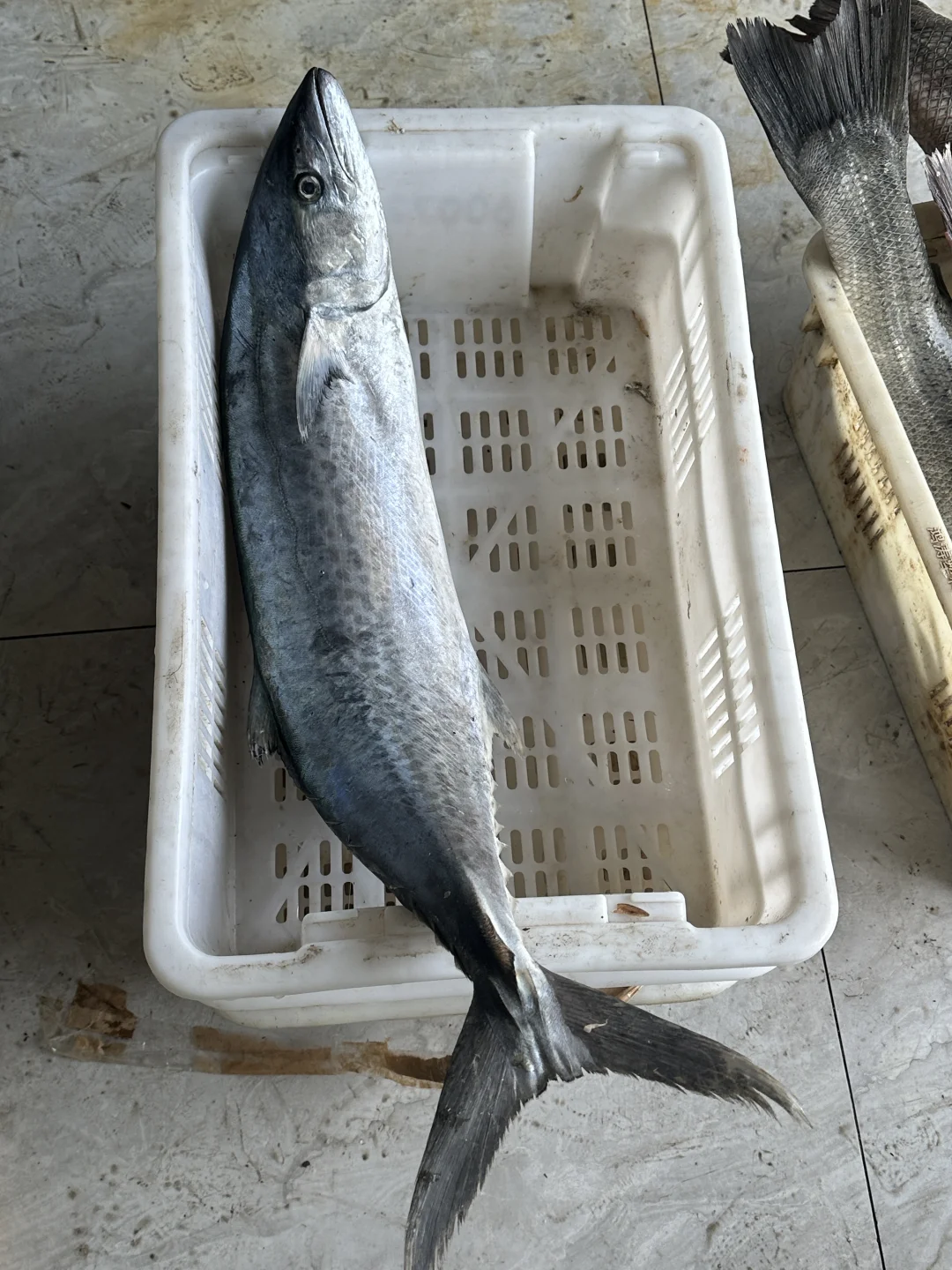 同是胶东，为什么青岛捕鱼在近海，石岛远洋？