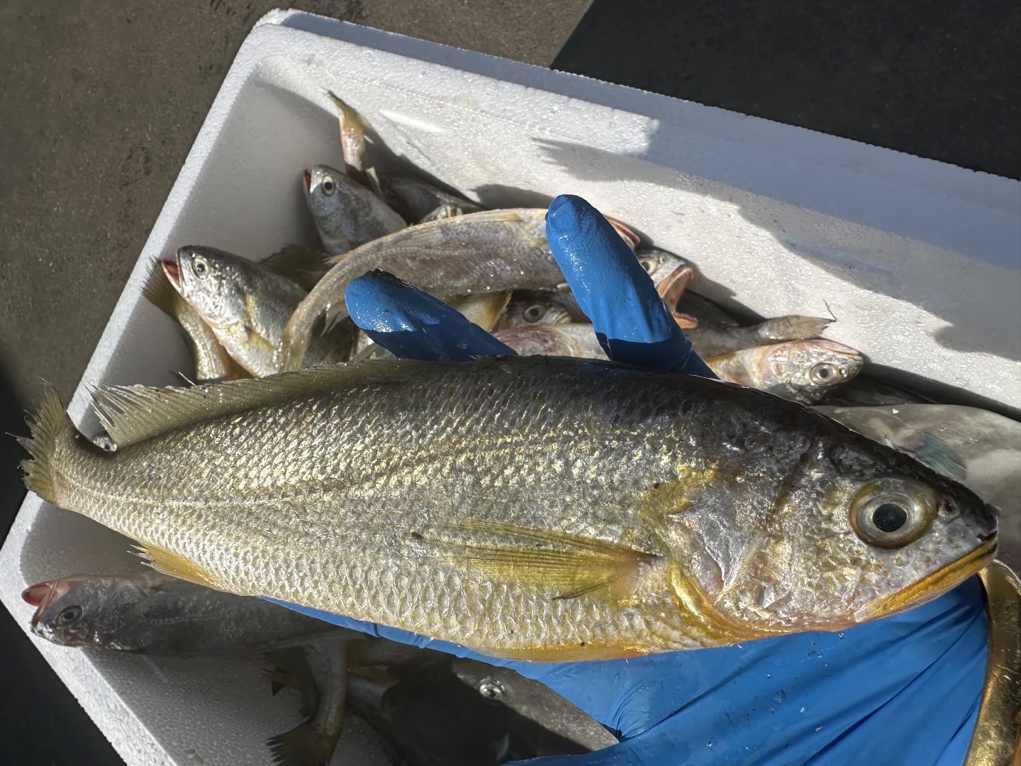 同是胶东，为什么青岛捕鱼在近海，石岛远洋？