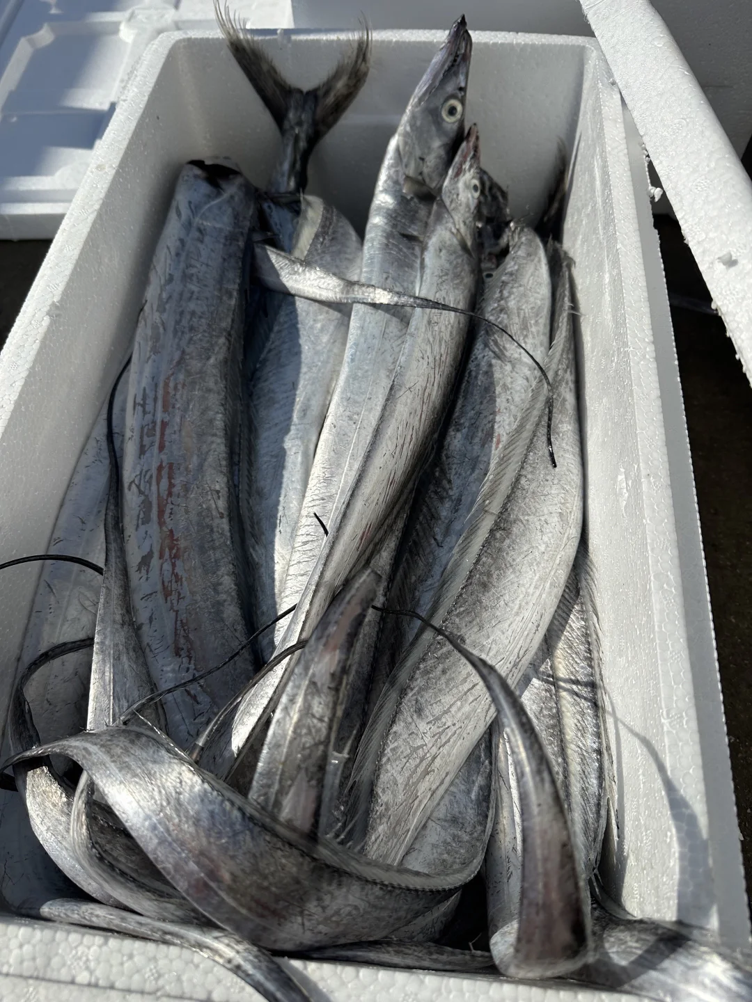 同是胶东，为什么青岛捕鱼在近海，石岛远洋？