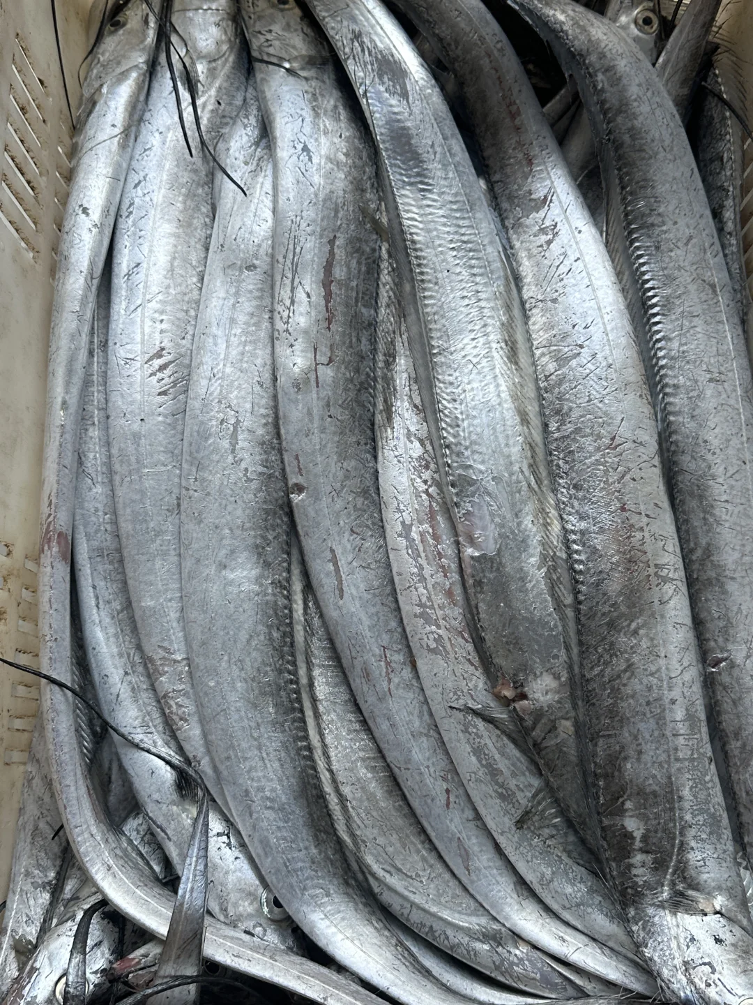 同是胶东，为什么青岛捕鱼在近海，石岛远洋？