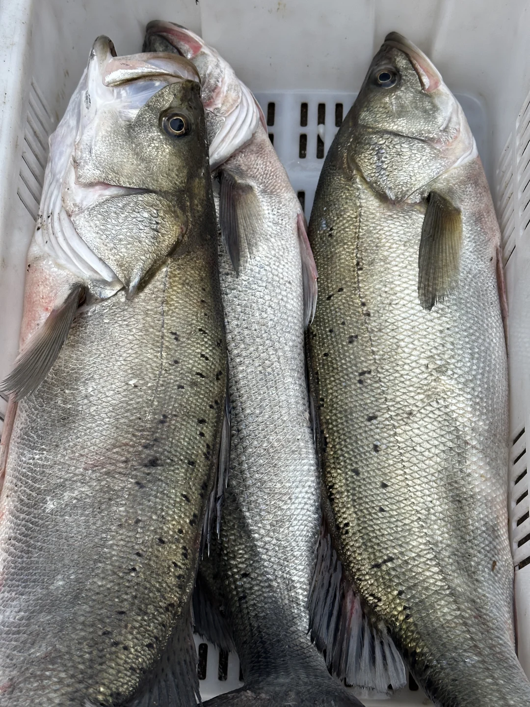 同是胶东，为什么青岛捕鱼在近海，石岛远洋？