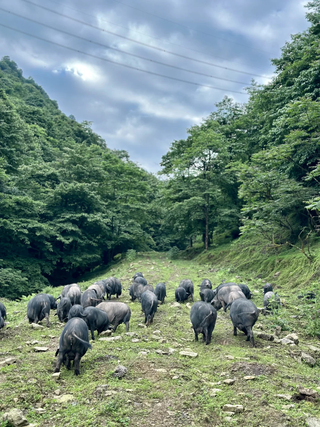 大森林的养猪生活