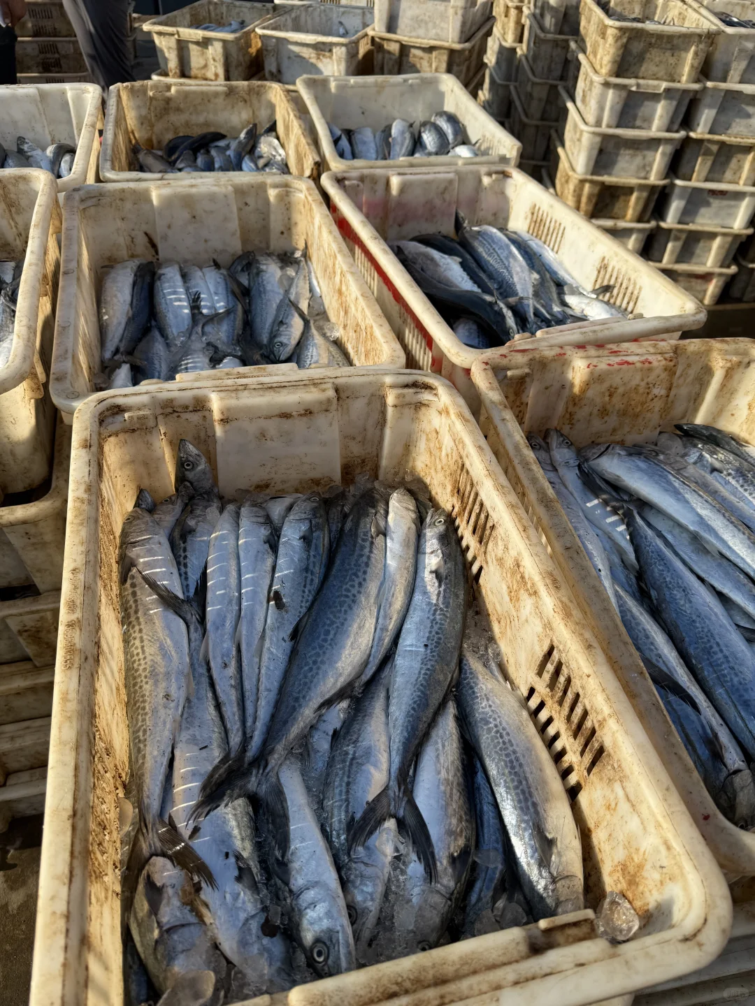 求求了❗️能不能让鲅鱼走出青岛❗️