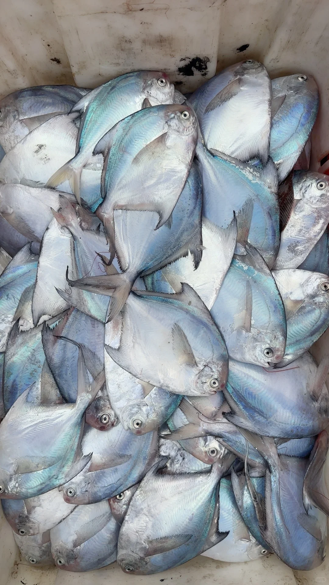 同是胶东，为什么青岛捕鱼在近海，石岛远洋？