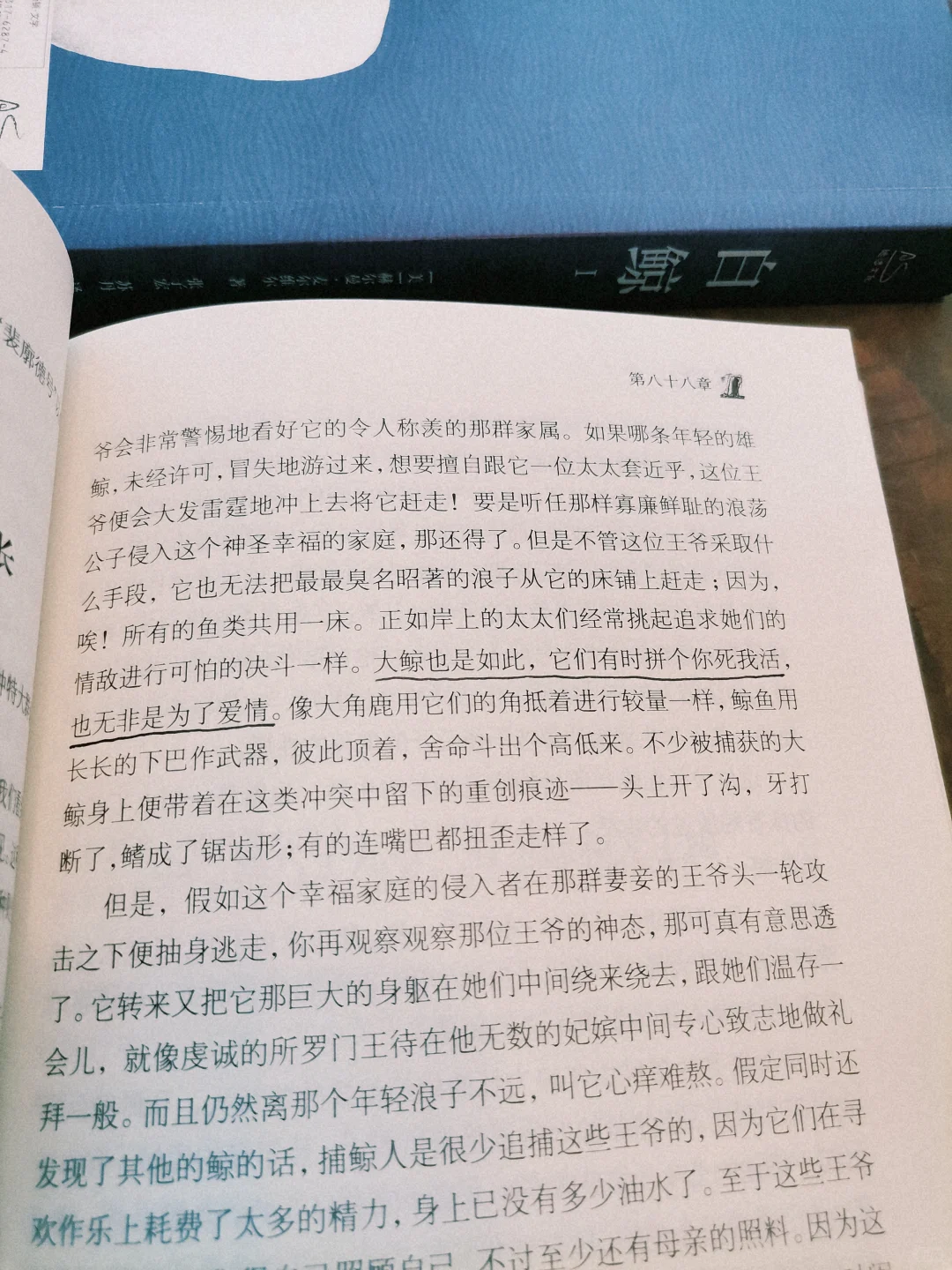 阅读日记｜初读白鲸，它在南太平洋的盛夏