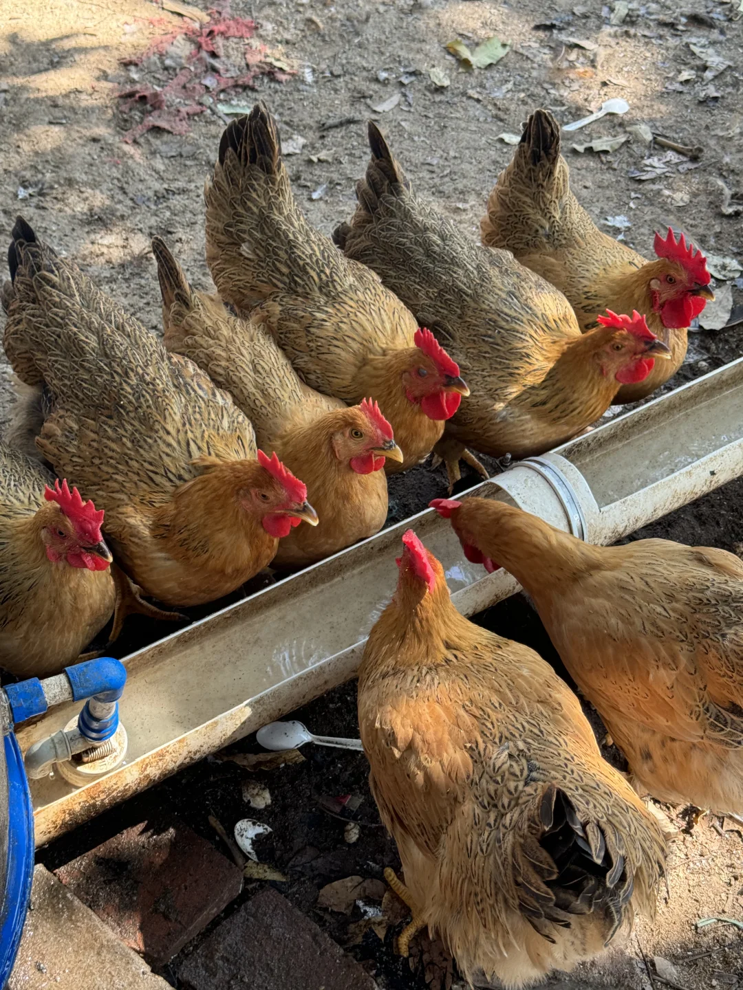 原生态养殖土鸡