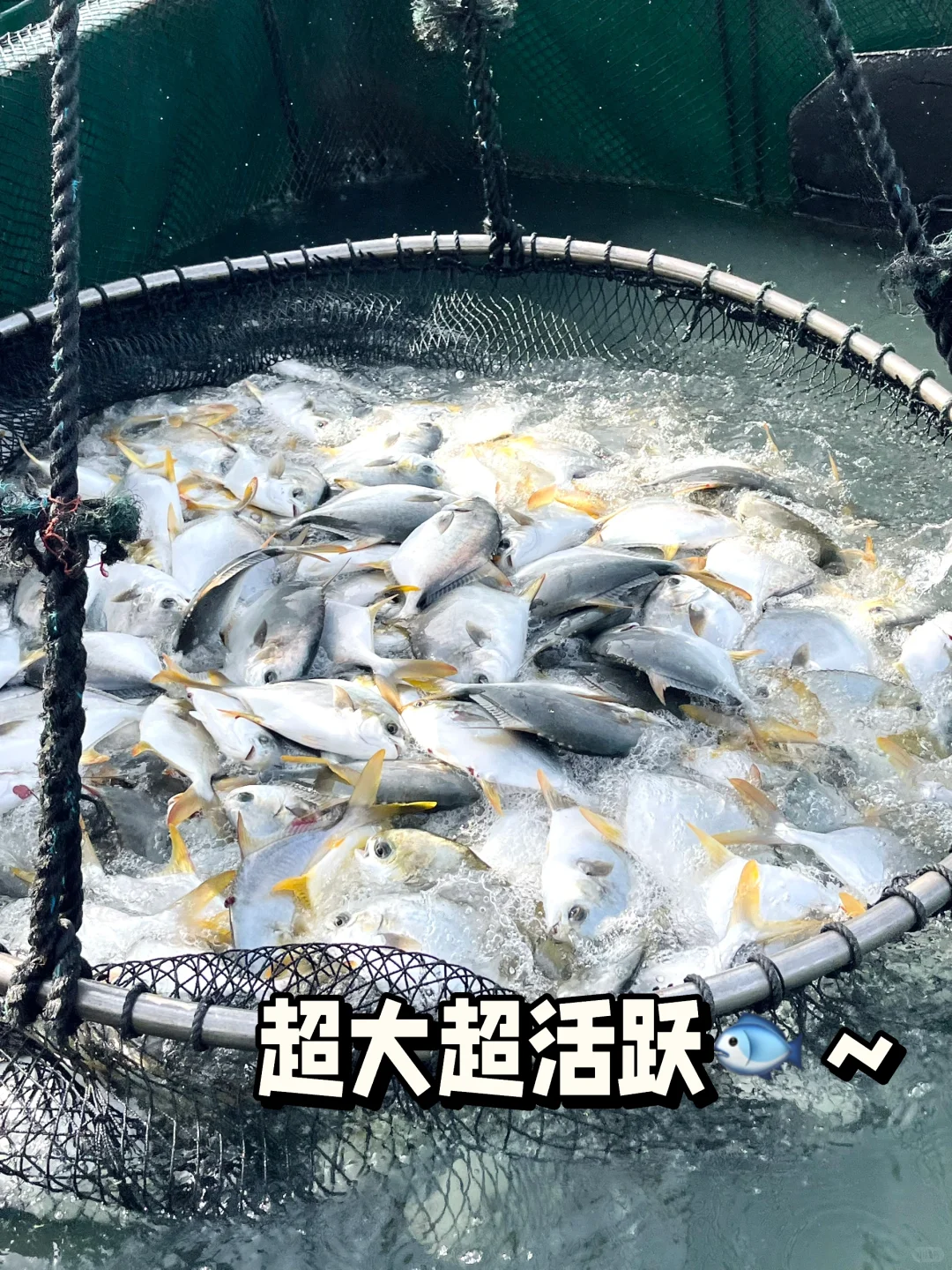 暴力起鱼现场！金鲳鱼在jia板上疯狂蹦迪