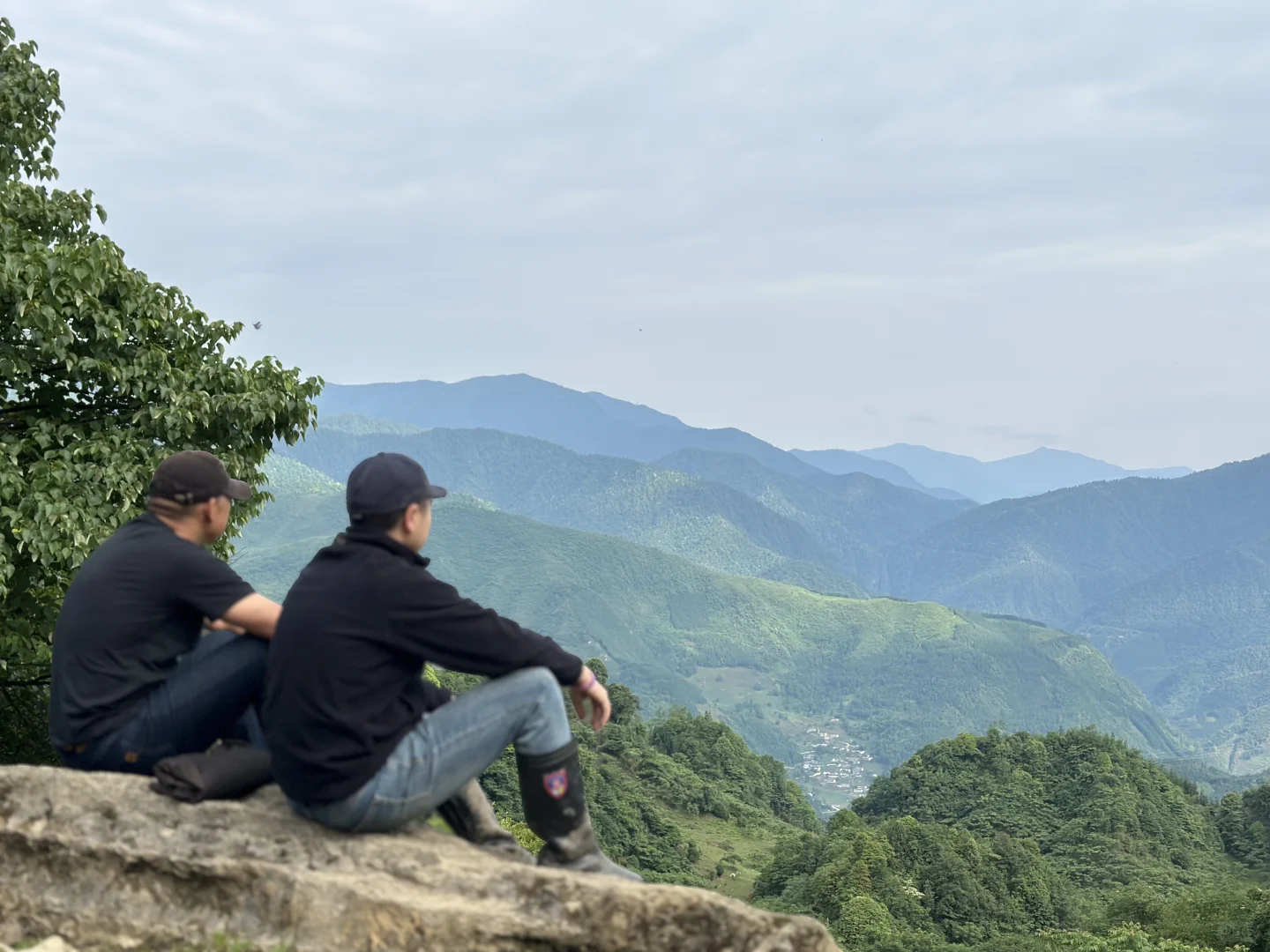 大森林的养猪生活