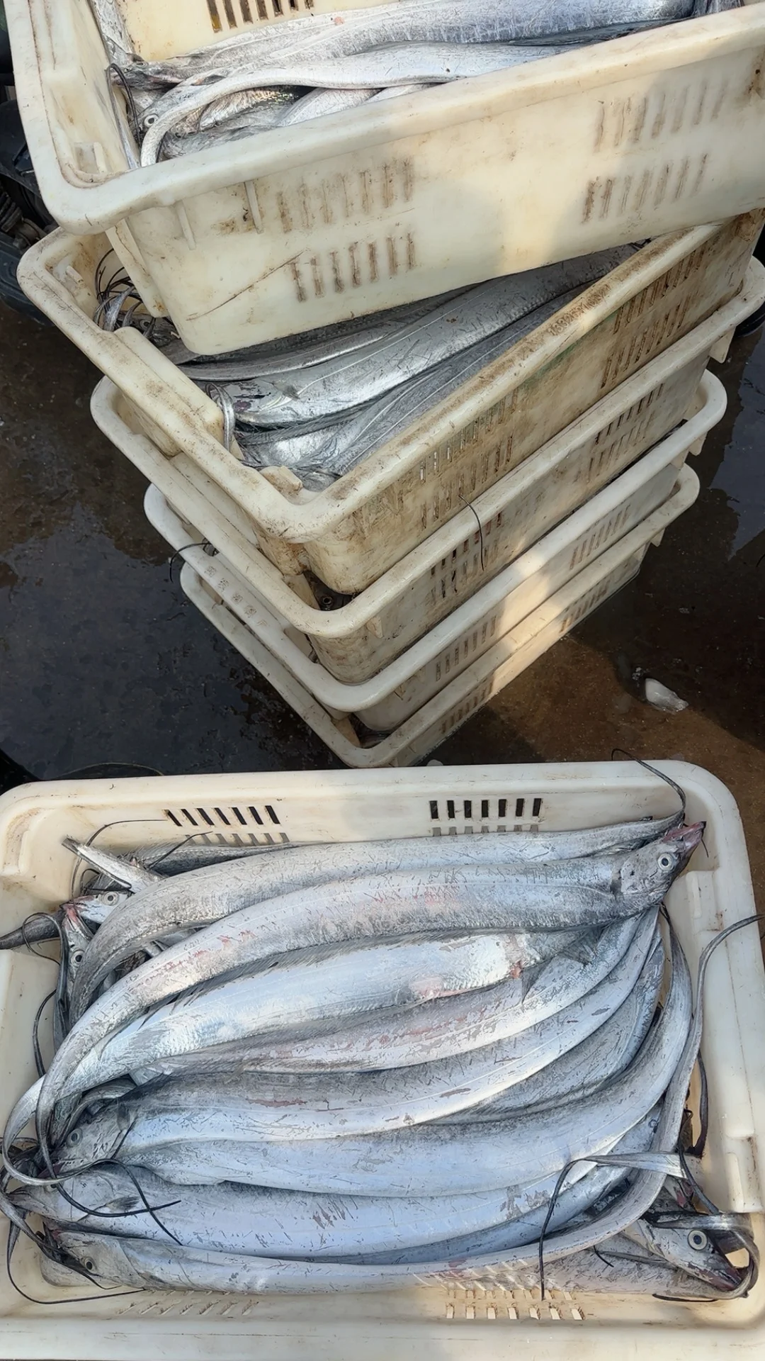 同是胶东，为什么青岛捕鱼在近海，石岛远洋？