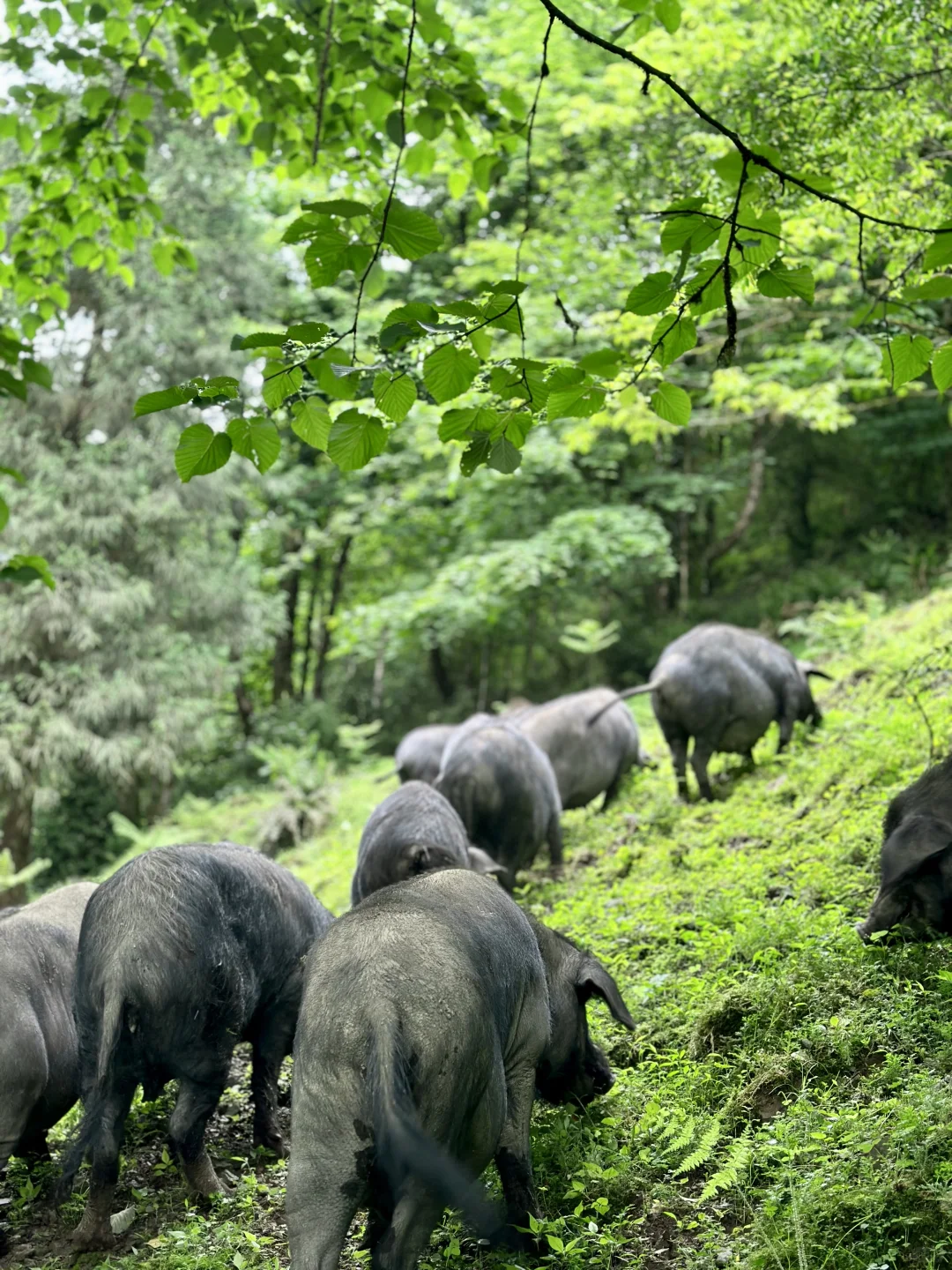 大森林的养猪生活
