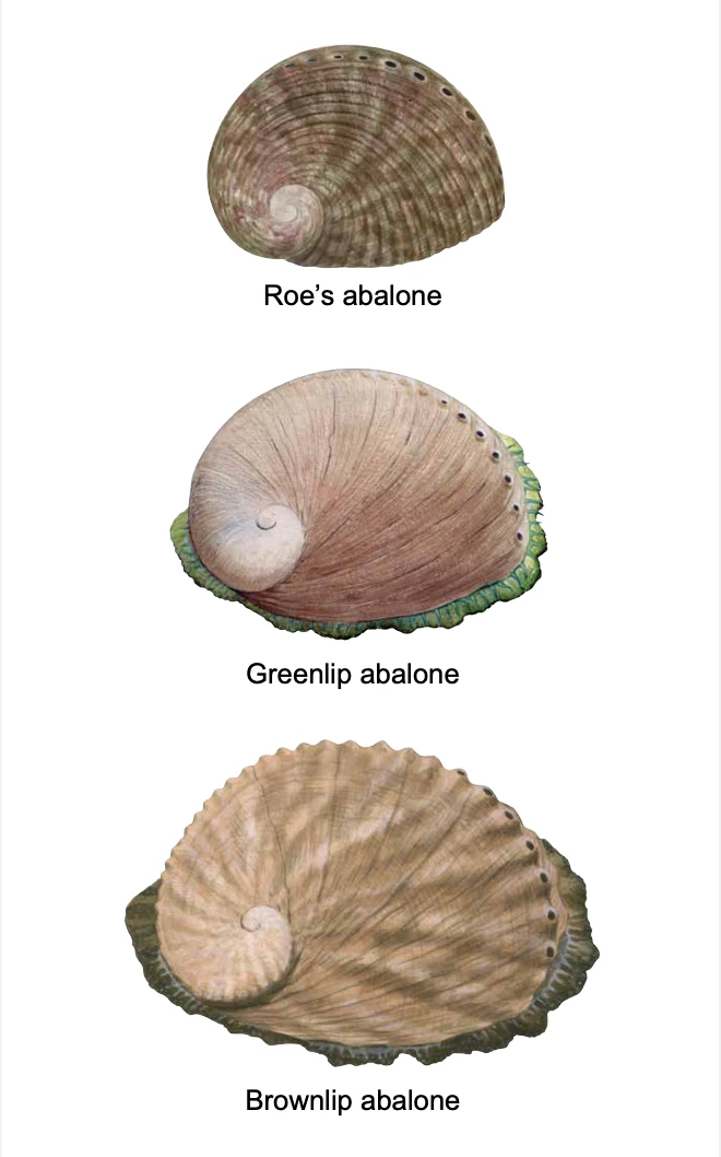 2025-2026西澳捞鲍鱼季最全指南‼️