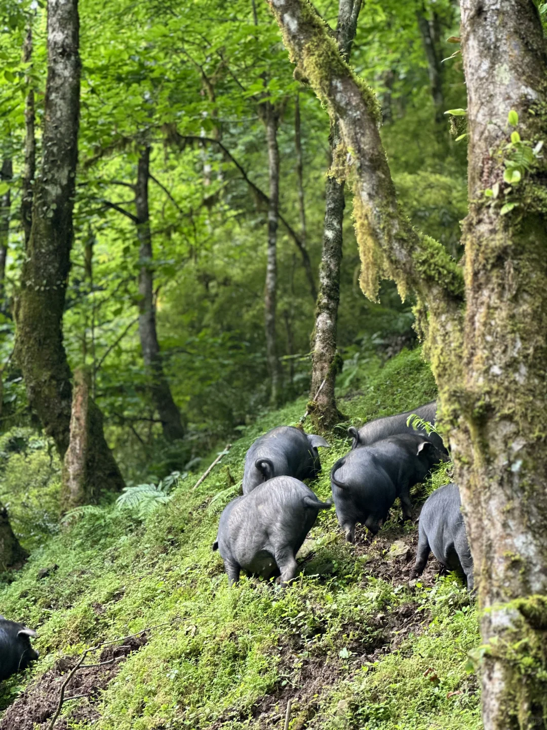 大森林的养猪生活
