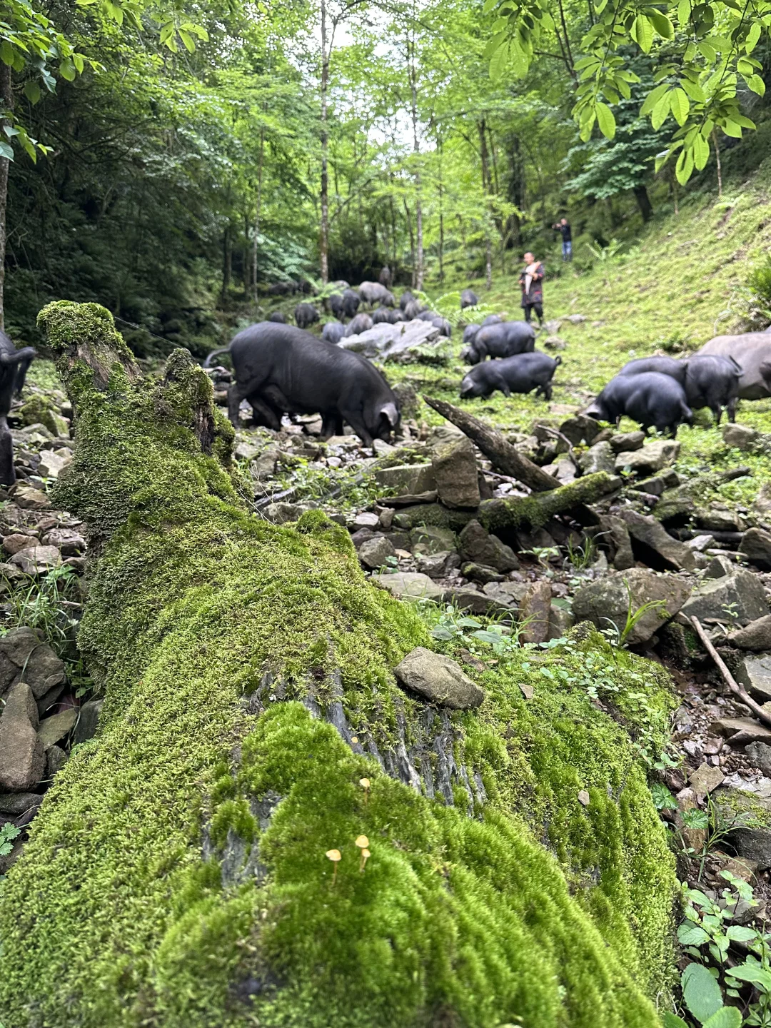 大森林的养猪生活