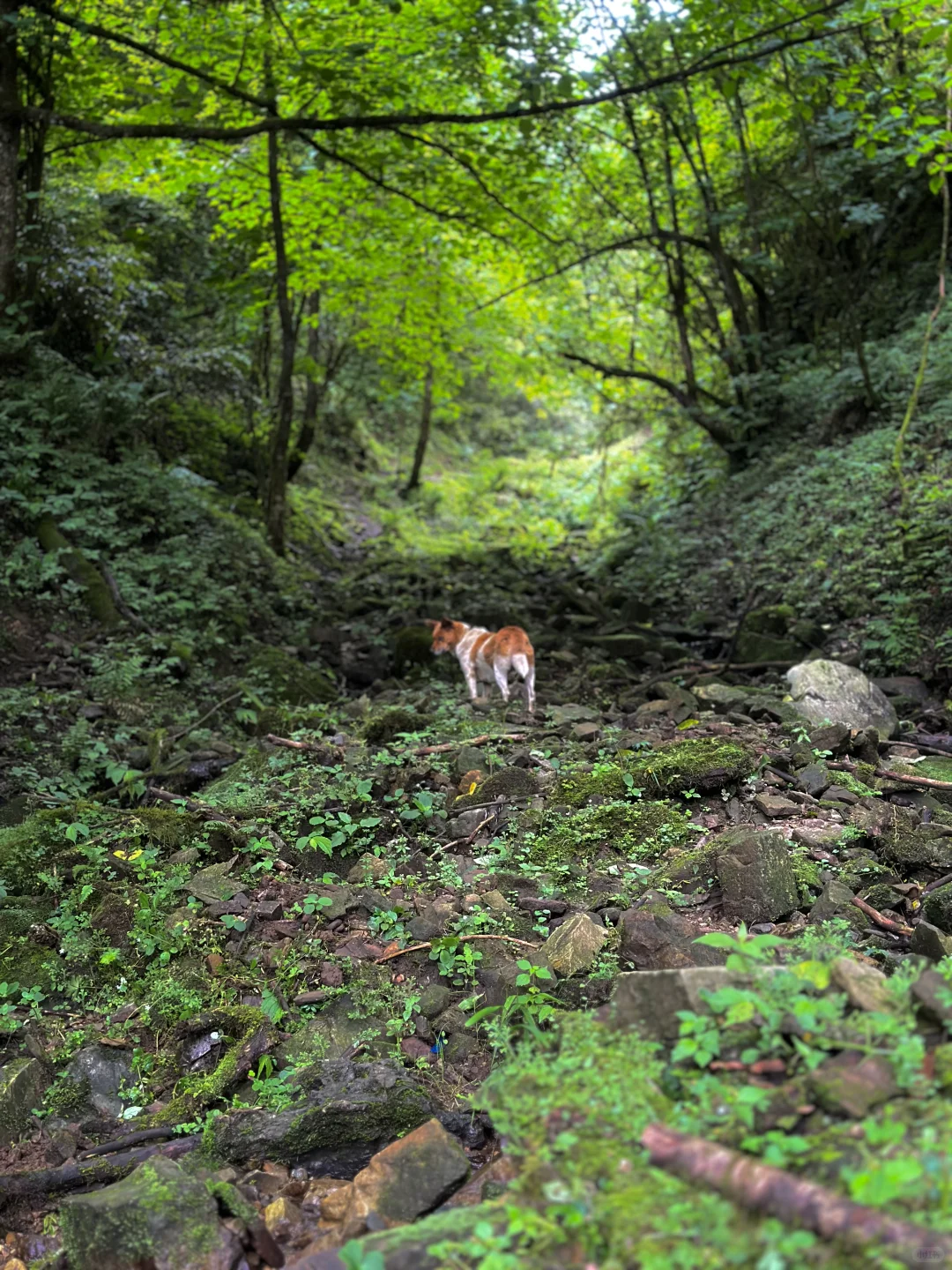 大森林的养猪生活