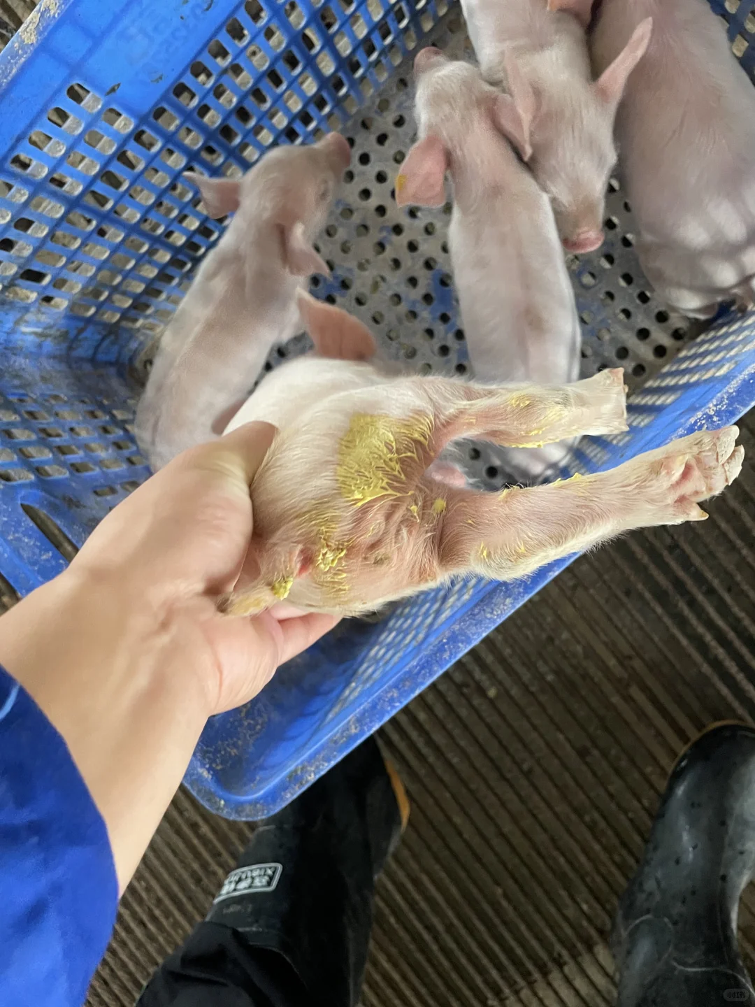 兽医专业毕业后进猪场——产房篇