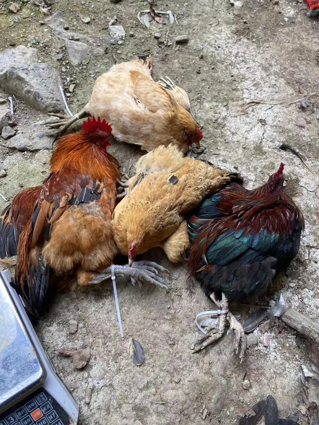 60一斤的土鸡