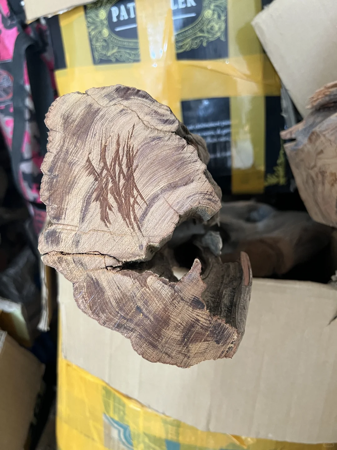 带你了解不一样的崖柏产区巫溪和城口料