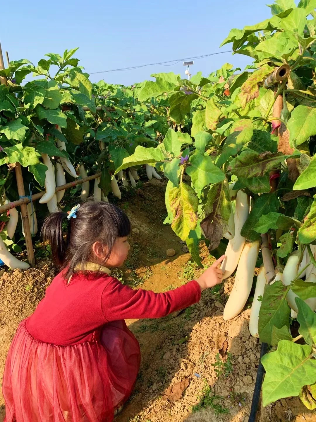 佛山农科院|限时免费开放❗最全攻略来啦