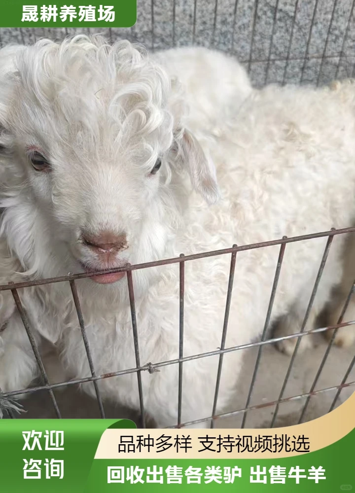 忻州宠物羊养殖场