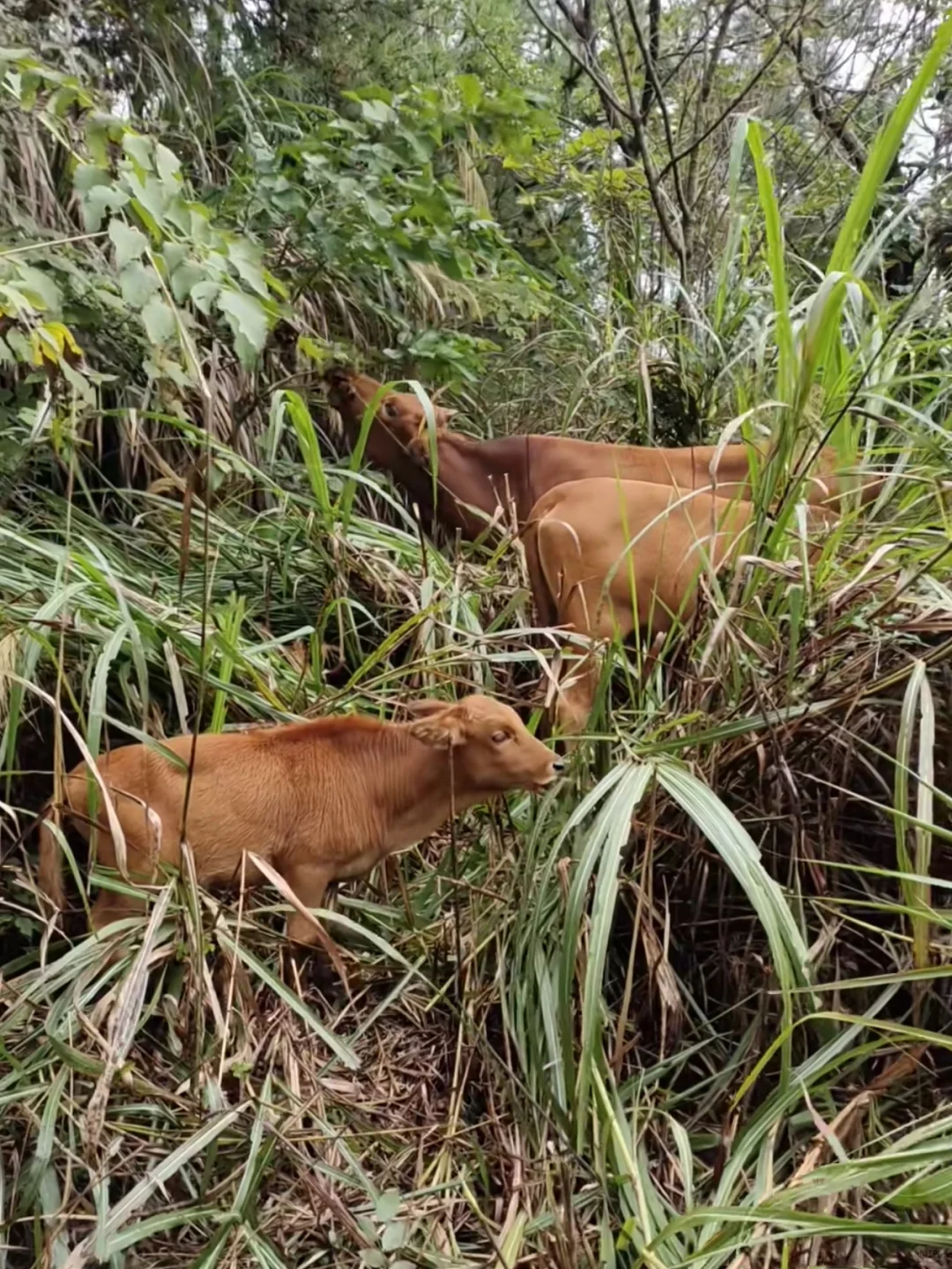 现在黄牛肉都卖的好贵啊