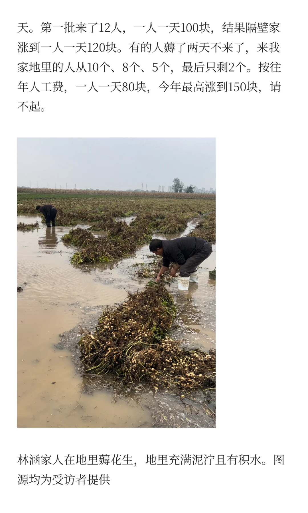 夏旱之后又秋涝，一位河南农户的花生抢收