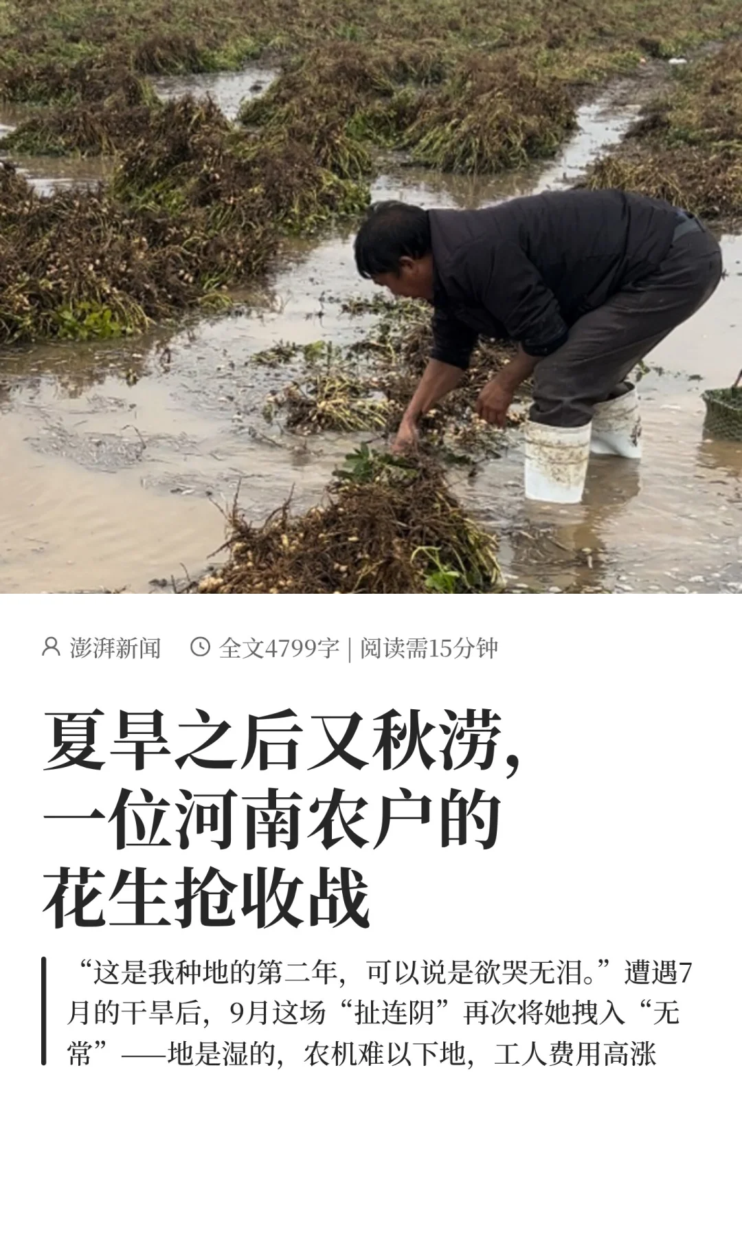 夏旱之后又秋涝，一位河南农户的花生抢收