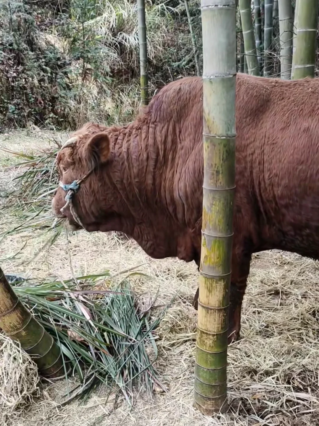 现在黄牛肉都卖的好贵啊