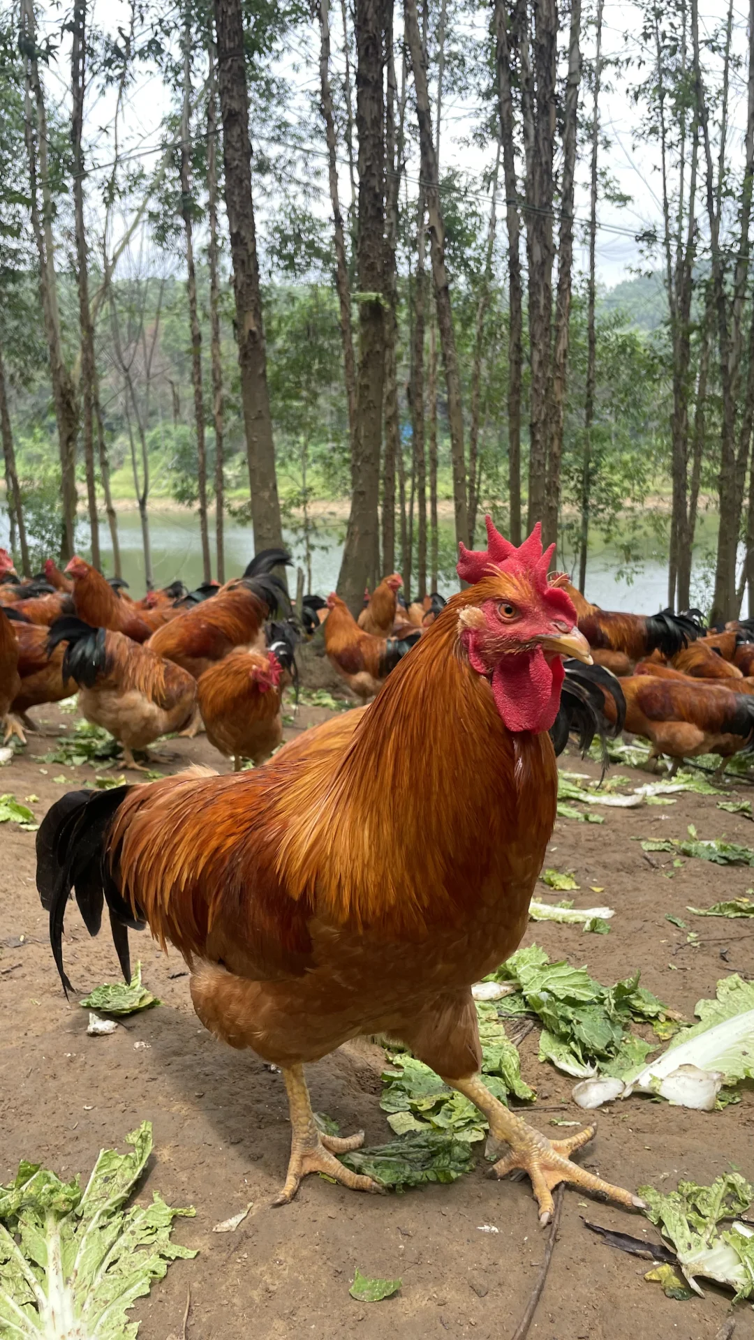 放养土鸡依山傍水