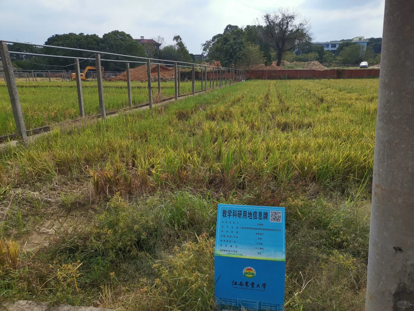 江西农业大学水稻田