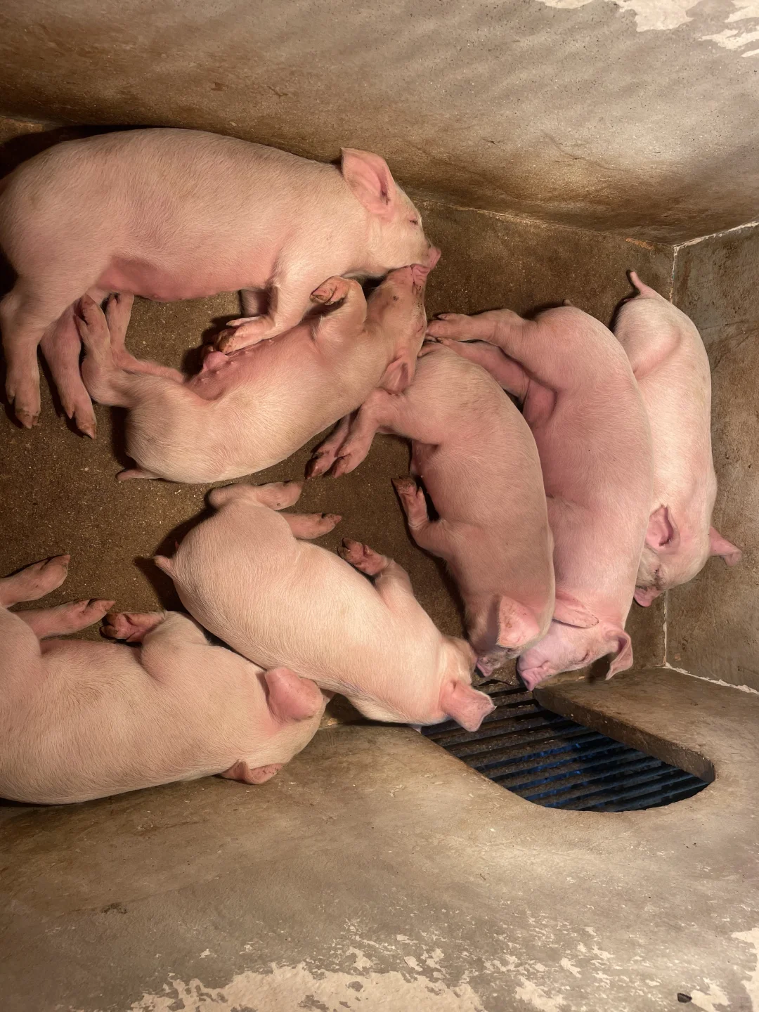 兽医专业毕业后进猪场——产房篇