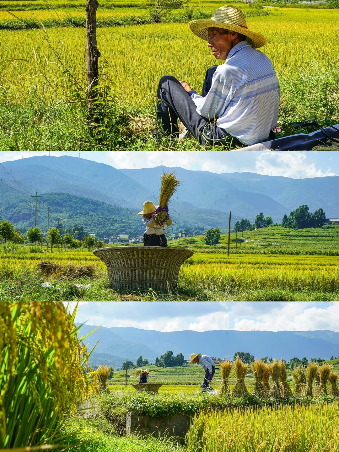 秋日稻浪 | 丰收前最美的沉默与期待 🍂🌾