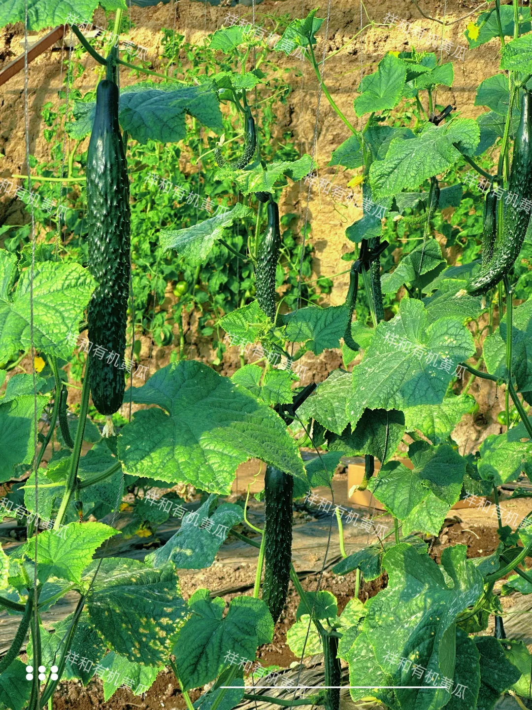 🌱从田间到舌尖 | 解锁生态农业的治愈