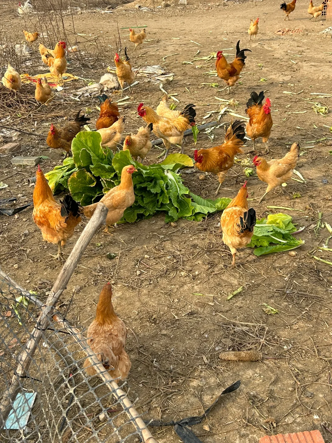 🐔正宗土鸡，城里买不到，农村卖不掉