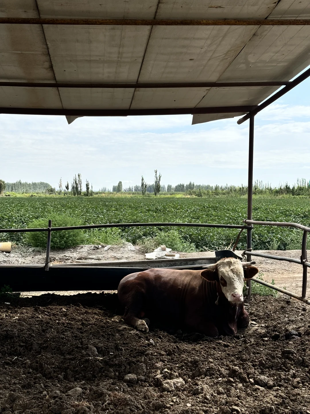 西门塔尔牛大量供应