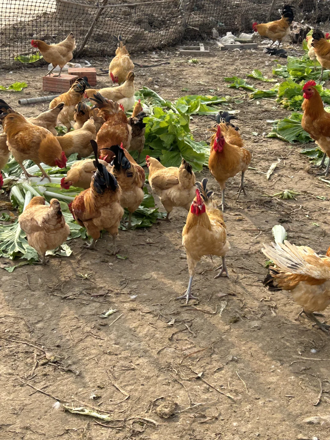 🐔正宗土鸡，城里买不到，农村卖不掉