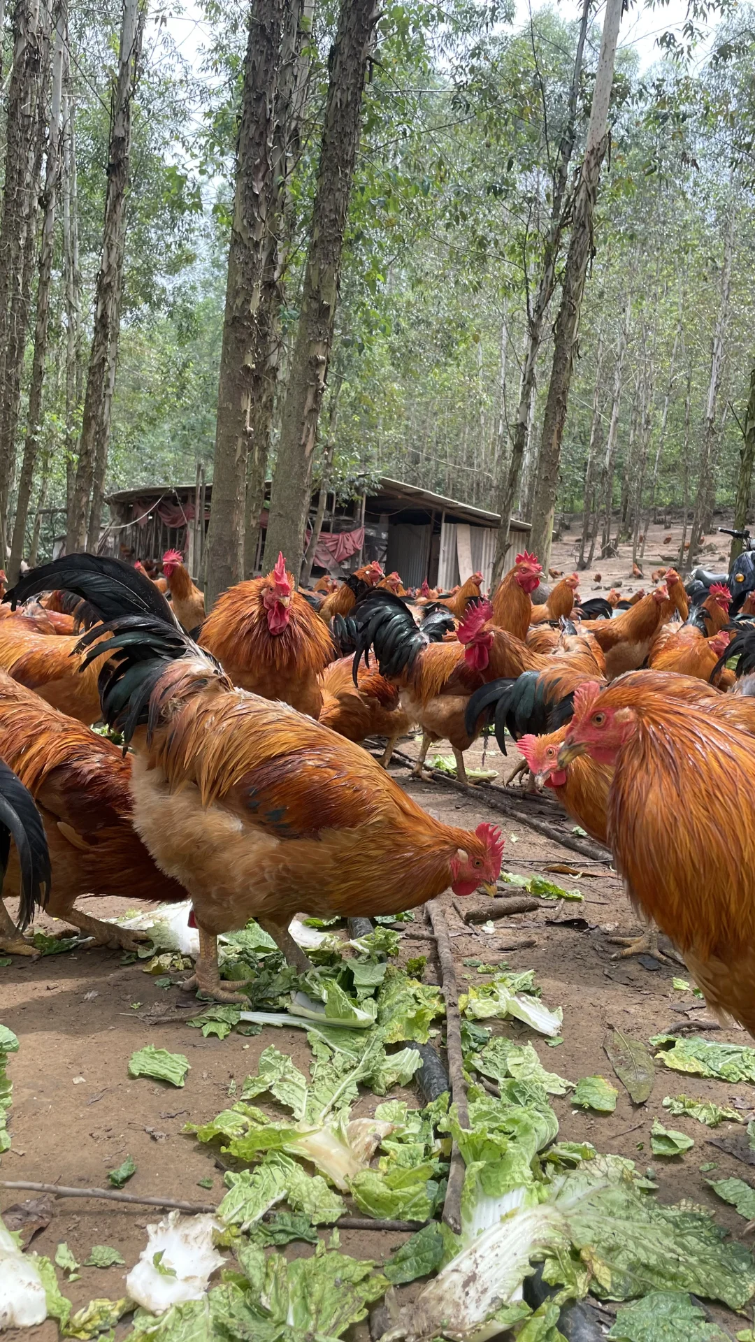 放养土鸡依山傍水