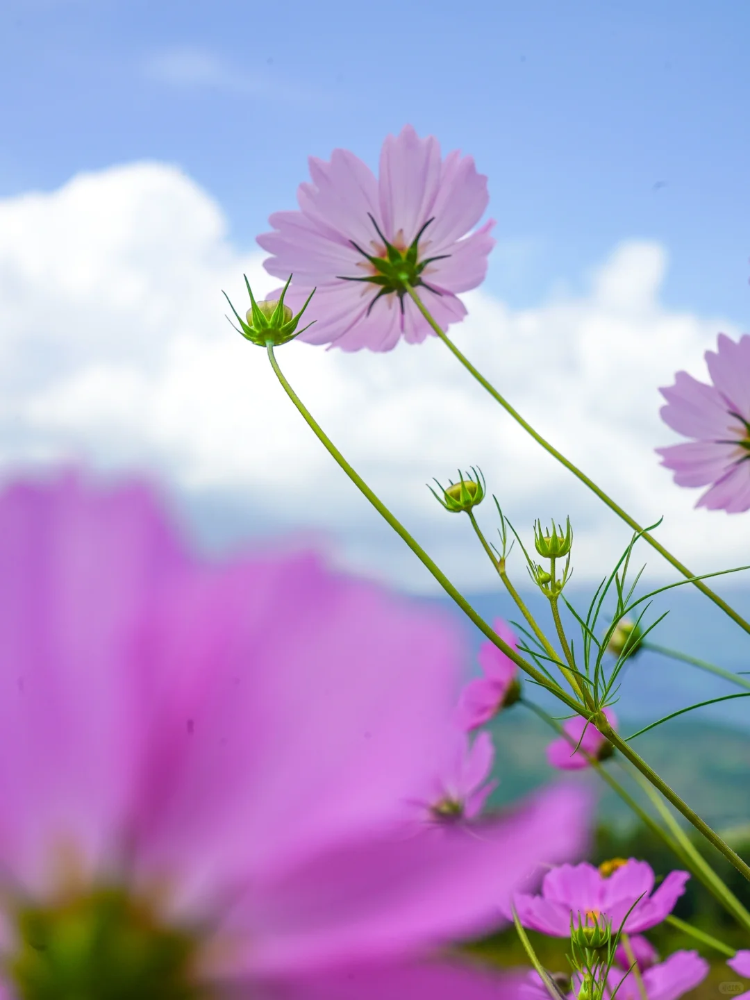 秋日稻浪 | 丰收前最美的沉默与期待 🍂🌾