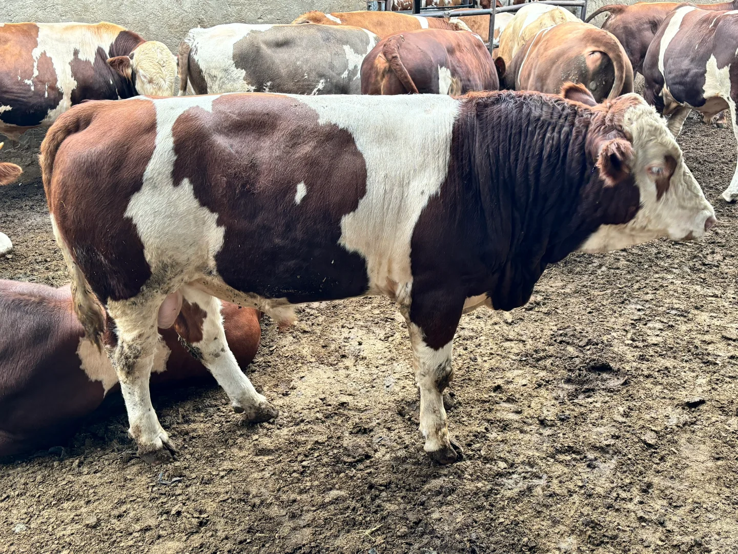 西门塔尔牛大量供应