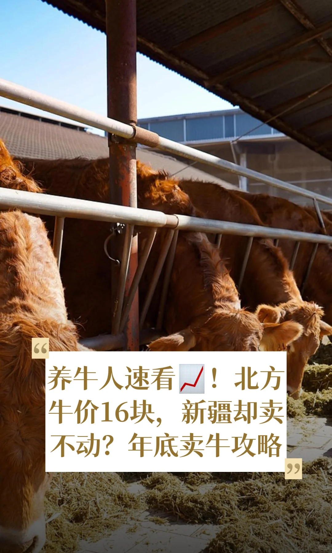 养牛人速看📈！北方牛价16块