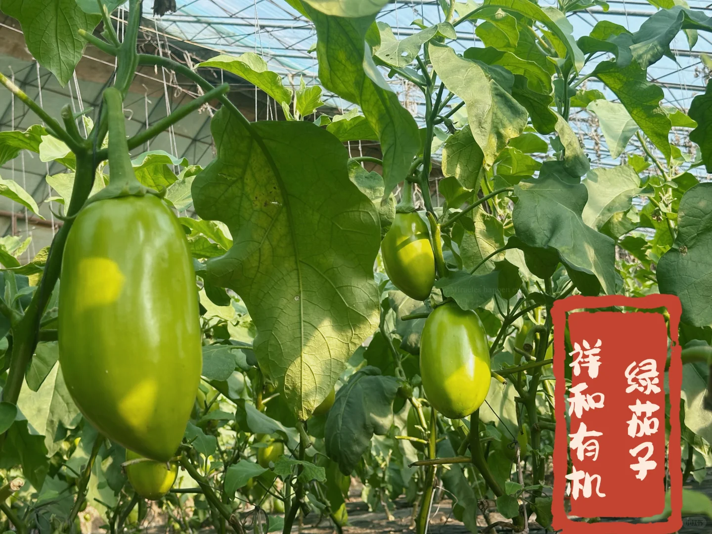 🌱从田间到舌尖 | 解锁生态农业的治愈