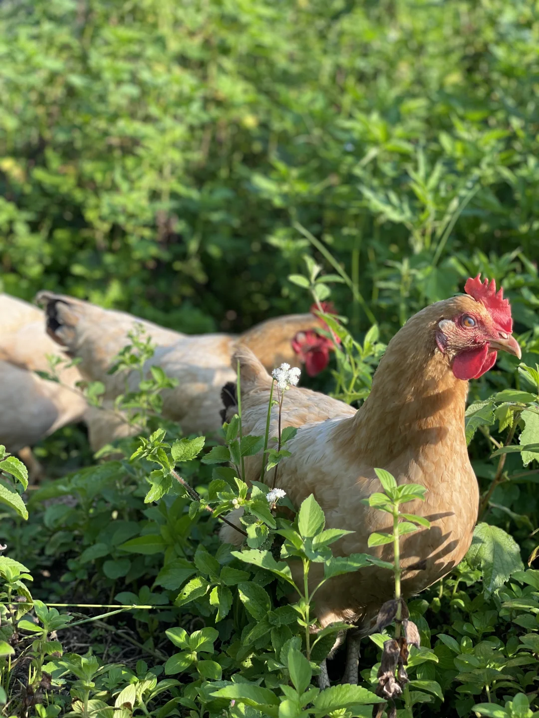 散养的快活鸡，没有烦恼的鸡会更美味吧